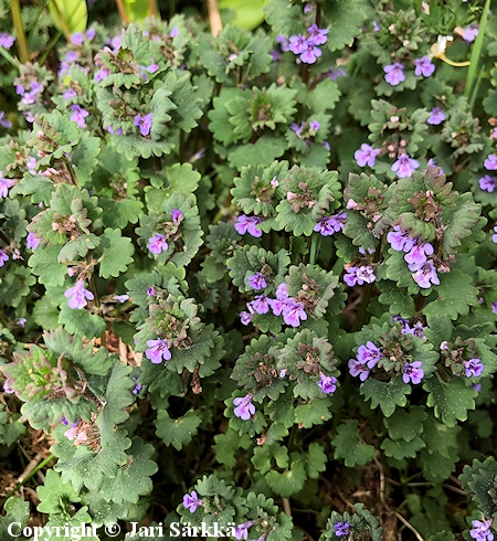 Glechoma hederacea